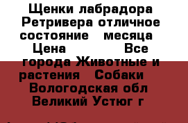 Щенки лабрадора Ретривера отличное состояние 2 месяца › Цена ­ 30 000 - Все города Животные и растения » Собаки   . Вологодская обл.,Великий Устюг г.